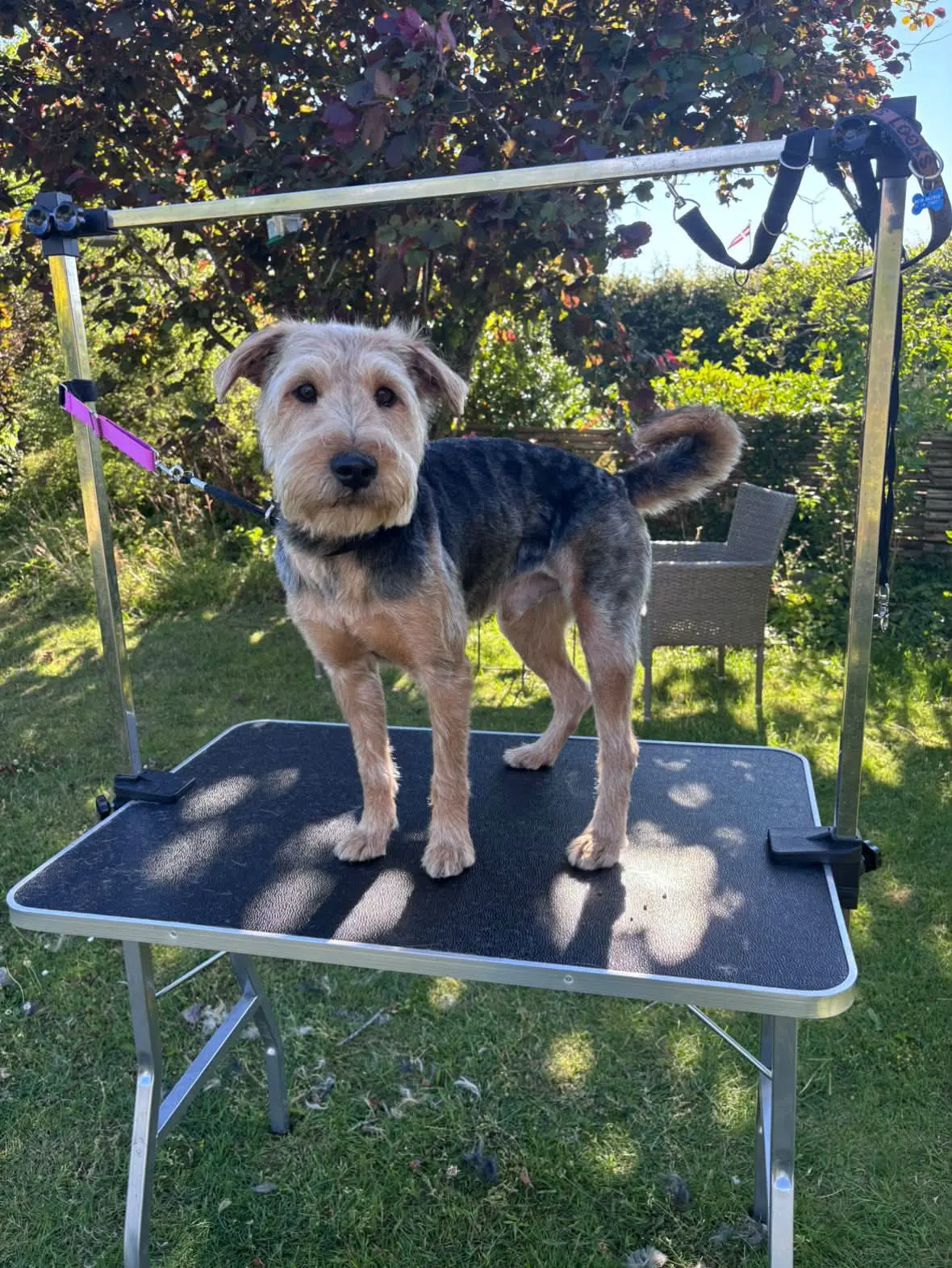 En terrier står friskklippet på klippebordet